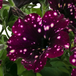 Petunia Prettytoonia Starry Night